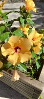 Hibiskus