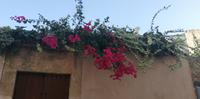 Alcúdia - Hängende Blumenpracht