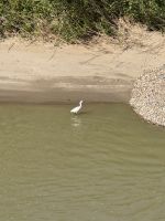 Reiher am Guadalquivir in Córdoba