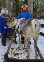 Rentier Schlittenfahrt 