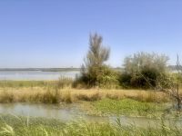 Flußkreuzfahrt Rhone - Camargue