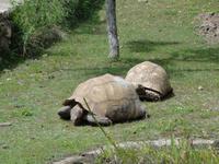 A Cupulatta