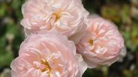 Rosen im Ziergarten der Lost Gardens of Heligan