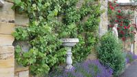 italienischer Garten Hever Castle 20180614 120822