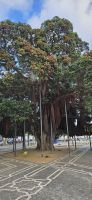 Insel Sao Miguel, riesiger Neuseeländischer Eisenholzbaum mit letzten Blüten