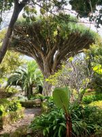 Botanischer Garten/La Orotova/Teneriffa/Kanaren