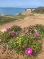 Blumen am Wanderweg 