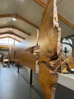 Kauri Museum