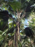 Praslin, Vallée de Mai