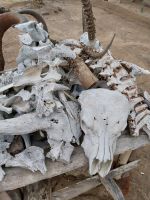 Knochen, Queen Elizabeth Nationalpark, Uganda