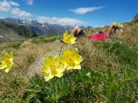 Anemone alpina