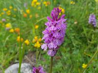 Wilde Orchidee