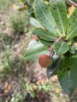 Erdbeerbaum