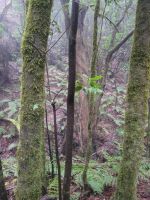 Nebelwald bei Las Hayas/Garajonay Nationalpark/La Gomera/Kanaren