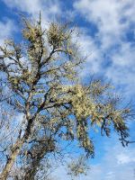 Baumflechten/Wanderung von Rosas zum Mirador de Abrante/La Gomera/Kanaren