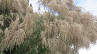 Blühender Baum