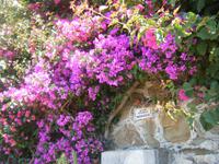 Blütenpracht in den Cinque Terre