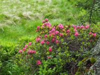 immer wieder die Alpenrosen