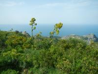 Wanderung zum Monte Epomeo