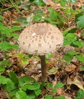 Foresta Umbra/Gargano/Apulien/Italien