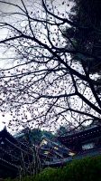 Hase-dera Temple, Kamakura, Kanagawa, Japan