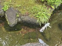 Kamakura - Hase-dera Tempel