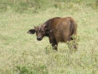 0078 Nakuru-Nationalpark - junger Büffel