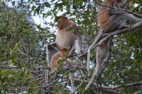 Kalimantan nasenaffe 2