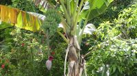 32. Besuch des Dorfs Salak
