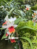 Orchideen, Orchideen Garten, Botanischer Garten, Singapur.jpeg