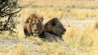 Namibia - Pirschfahrt im Buffalo Park - Löwen