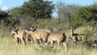 Namibia - Pirschfahrt Etosha - Kudu-Harem