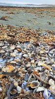 Muscheln sammeln am Altlantik