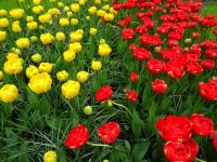 Keukenhof (1).JPG