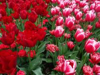 Keukenhof (139).JPG