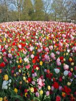 Unser Ziel ist der Keukenhof