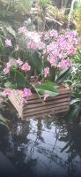 Orchideen Hoeve