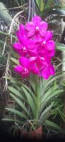 Pantropica
