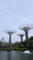 20260223_18 supertrees.jpg