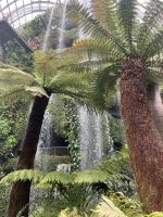 Der Indoor Dschungel