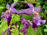 Im Orchideengarten
