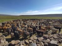 Alapacas und Lamas (aber nur Damen)