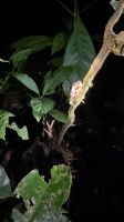 Frosch