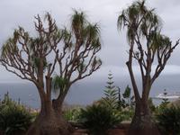 Funchal, Botanischer Garten - Elefantenfuss
