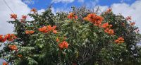 Funchal, afrikanischer Tulpenbaum