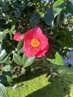 Die Kamelien blühen überall