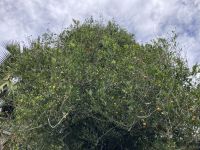 Mango??? 