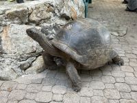 Riesenschildkröte auf Moyenne Island