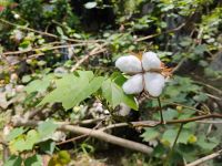 Baumwolle, Jardin du Roi - Gewürzgarten, Mahé 