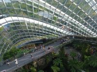 Cloud Forest 